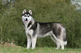 SIBERIAN HUSKY 823